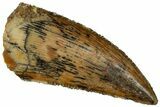 Serrated, Raptor Tooth - Real Dinosaur Tooth #296707-1